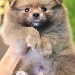 ปอมเมอเรเนียน เพศผู้ สีส้ม