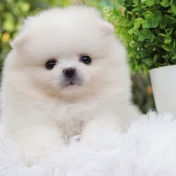 ปอมเมอเรเนียน เพศเมีย สีขาวครีม