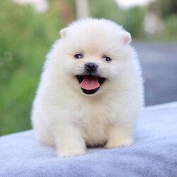 ปอมเมอเรเนียน เพศผู้สีขาว