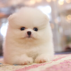 ปอมเมอเรเนียน เพศผู้สีขาวครีม เกรดโชว์