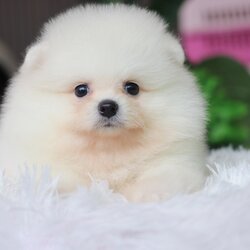 ปอมเมอเรเนียน เพศผู้ สีขาวครีม