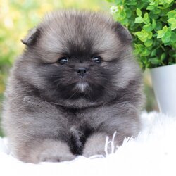 ปอมเมอเรเนียน เพศเมียสีส้ม