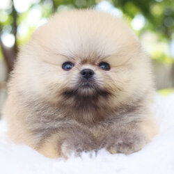 ปอมเมอเรเนียน เพศผู้สีส้มเกรดโชว์