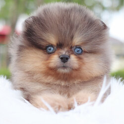 ปอมเมอเรเนียน เพศผู้สีเมอร์เร่ตาฟ้าคู่