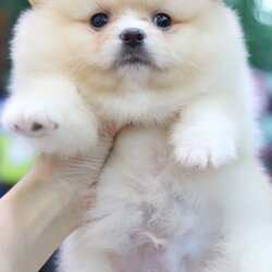 ปอมเมอเรเนียน เพศผู้ สีครีม