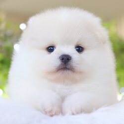 ปอมเมอเรเนียน เพศผู้ สีขาวครีม เกรดโชว์