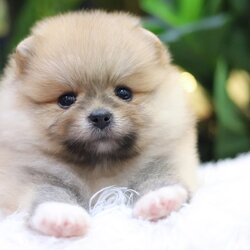 ปอมเมอเรเนียน เพศผู้ สีส้ม