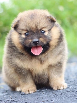 ปอมเมอเรเนียน เพศเมีย