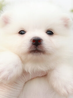 ปอมเมอเรเนียน เพศเมีย