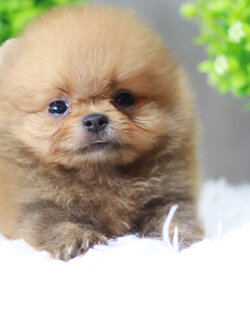 ปอมเมอเรเนียน เพศผู้สีส้ม ไซส์ทีคัพ ขนแน่นๆ