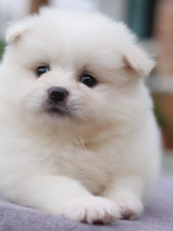 ปอมเมอเรเนียน เพศผู้