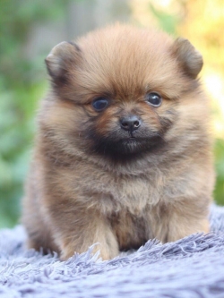 ปอมเมอเรเนียน เพศเมีย