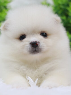 ปอมเมอเรเนียน เพศเมีย ขาวครีม หน้าตุ๊กตา