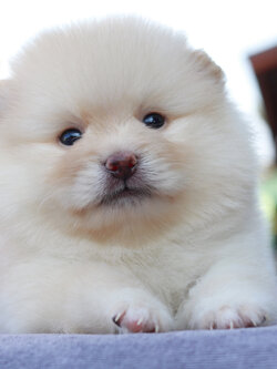 ปอมเมอเรเนียน เพศผู้