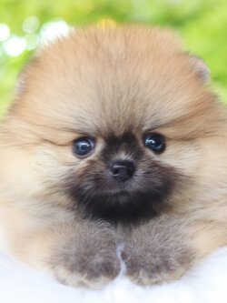 ปอมเมอเรเนียน เพศผู้สีส้ม เกรดโชว์