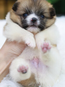 ปอมเมอเรเนียน เพศผู้