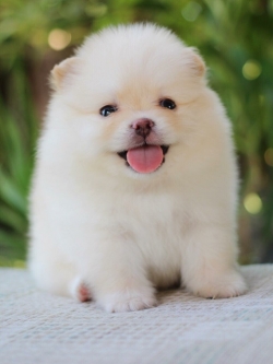 ปอมเมอเรเนียน เพศเมีย