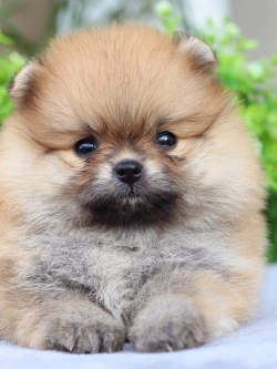 ปอมเมอเรเนียน เพศเมีย