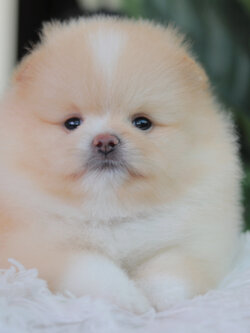 ปอมเมอเรเนียน เพศผู้ สีครีม