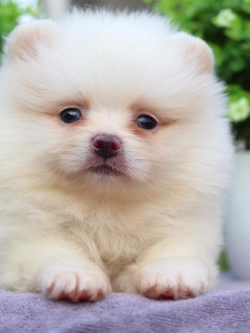 ปอมเมอเรเนียน เพศผู้