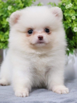 ปอมเมอเรเนียน เพศเมีย