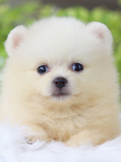 ปอมเมอเรเนียน เพศเมียสีขาวครีม