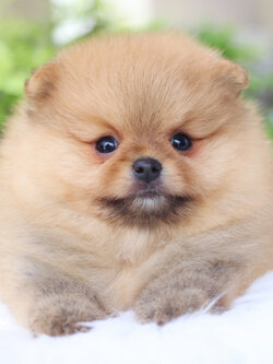 ปอมเมอเรเนียน เพศผู้ สีส้ม เกรดโชว์