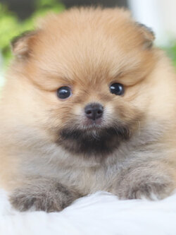 ปอมเมอเรเนียน เพศผู้สีส้ม