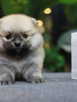 ปอมเมอเรเนียน เพศเมีย ทีคัพ