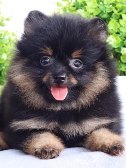 ปอมเมอเรเนียน เพศผู้