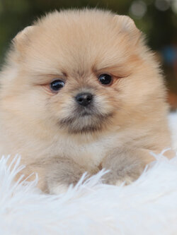 ปอมเมอเรเนียน เพศเมียสีส้ม