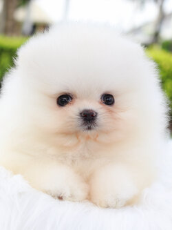 ปอมเมอเรเนียน เพศเมียสีขาวครีม เกรดโขว์