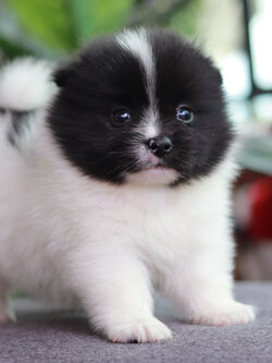 ปอมเมอเรเนียน เพศผู้