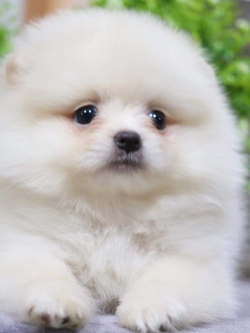 ปอมเมอเรเนียน เพศผู้