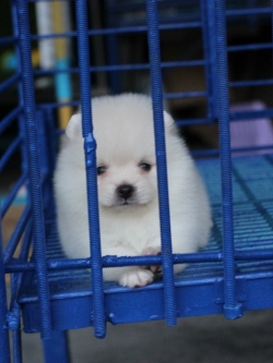 ปอมเมอเรเนียน เพศผู้