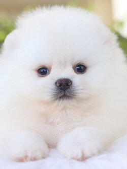 ปอมเมอเรเนียน เพศเมีย สีขาวครีม