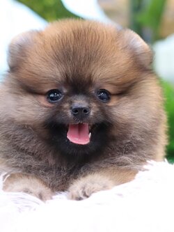 ปอมเมอเรเนียน เพศเมียสีส้ม