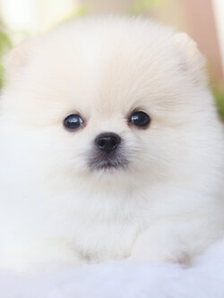 ปอมเมอเรเนียน เพศผู้สีขาวครีม