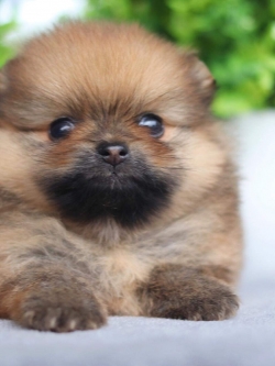 ปอมเมอเรเนียน เพศผู้