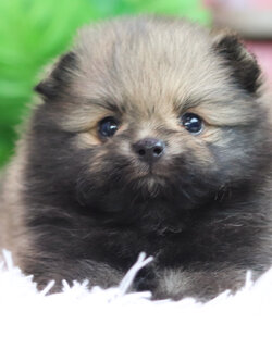 ปอมเมอเรเนียน เพศผู้ สีส้ม