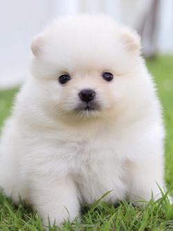 ปอมเมอเรเนียน เพศเมีย