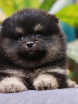 ปอมเมอเรเนียน เพศเมีย แบล็คแทน