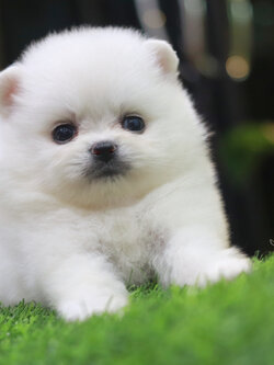 ปอมเมอเรเนียน เพศเมียไซส์เล็กสีขาว