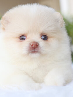 ปอมเมอเรเนียน เพศเมียสีครีม