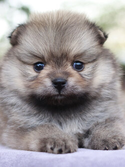 ปอมเมอเรเนียน เพศเมีย