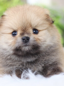 ปอมเมอเรเนียน เพศเมีย สีส้ม