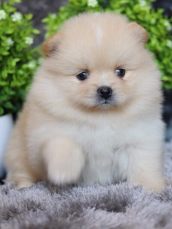 ปอมเมอเรเนียน เพศเมีย