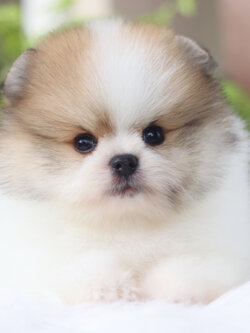 ปอมเมอเรเนียน เพศผู้ สีแฟนซี เกรดโชว์