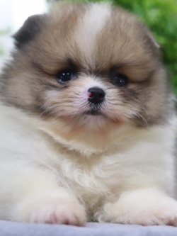 ปอมเมอเรเนียน เพศผู้