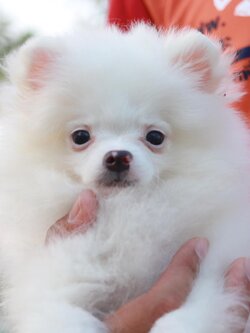 ปอมเมอเรเนียน เพศผู้ สามเดือน